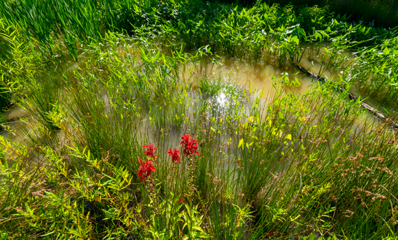 Campus wetland