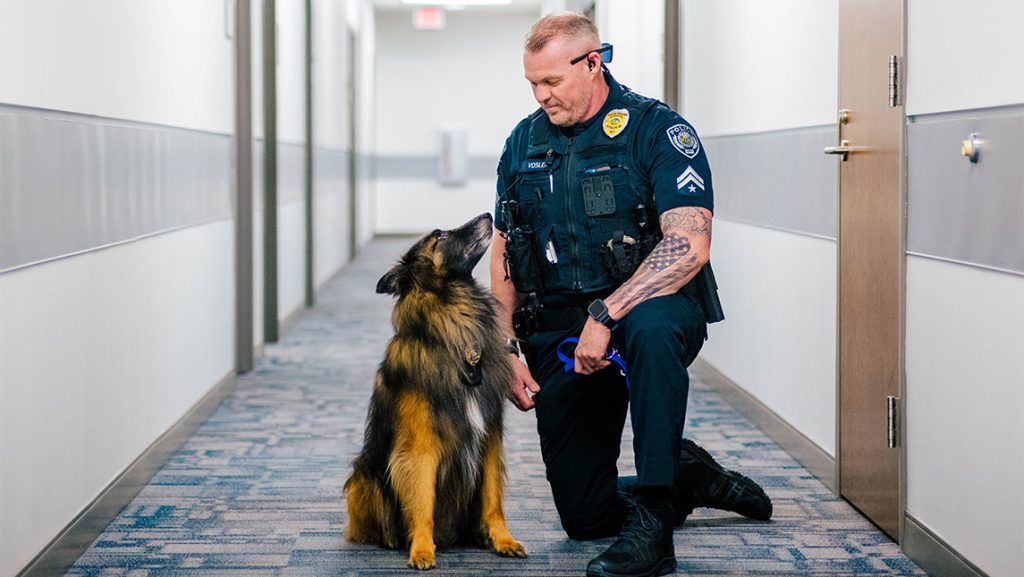 Odin the UNCG comfort dog looks up at his handler, Officer Vosler.