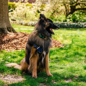 Odin the comfort dog at UNCG.